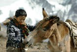 Tea Horse Road